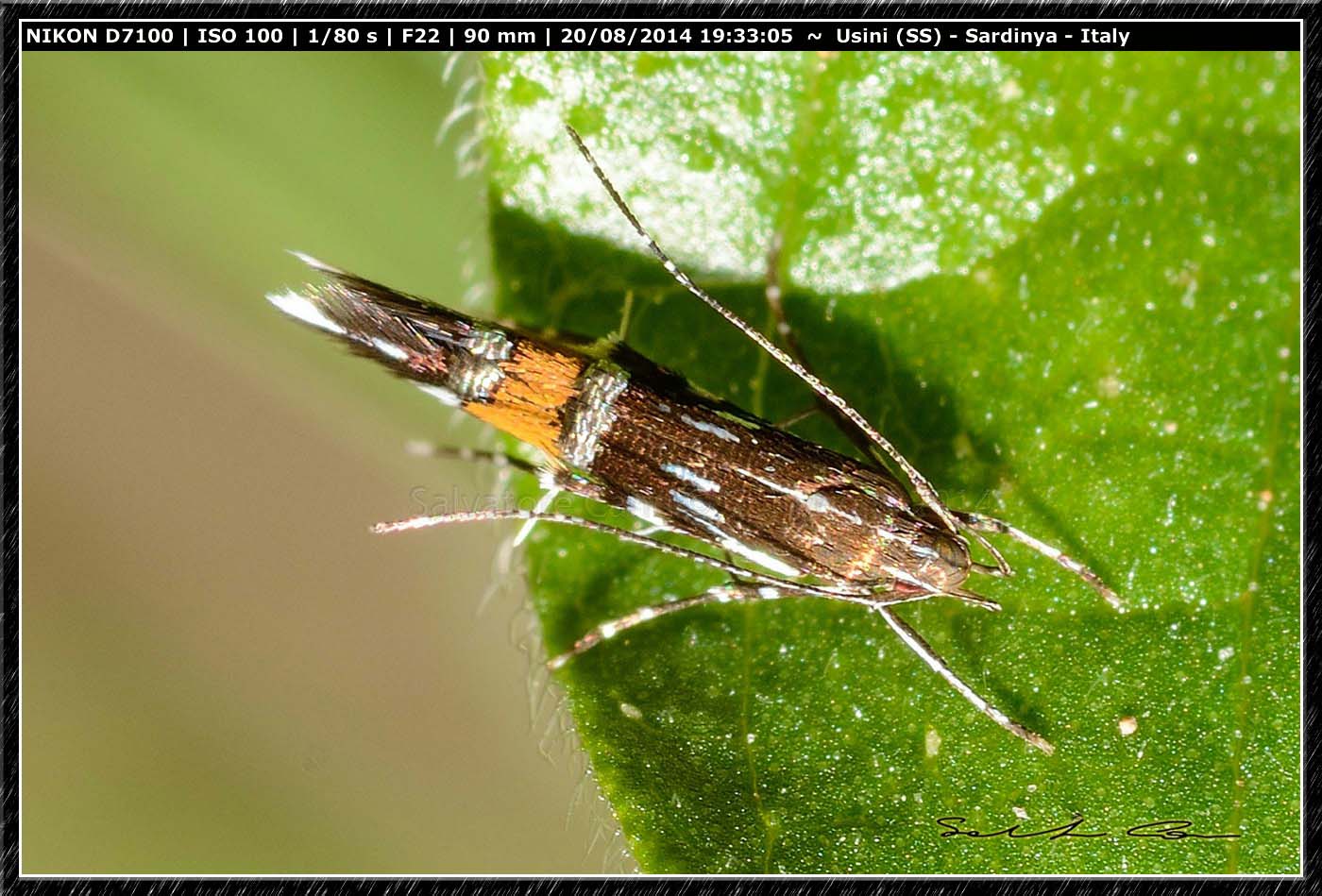 Cosmopterix pulchrimella (Chambers, 1875)